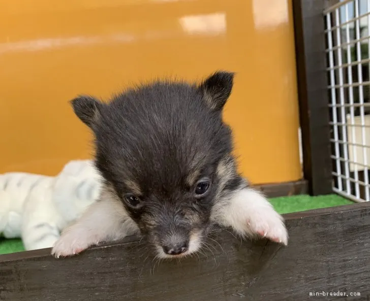 ハルイズミ 様のお迎えした子犬