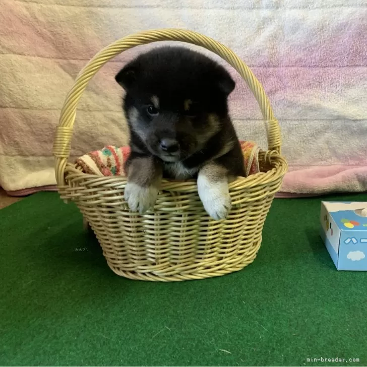 ももりん 様のお迎えした子犬