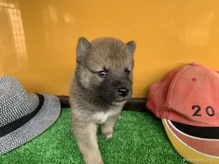 柴犬(標準サイズ)【茨城県・男の子・2019年8月23日・赤】の写真1