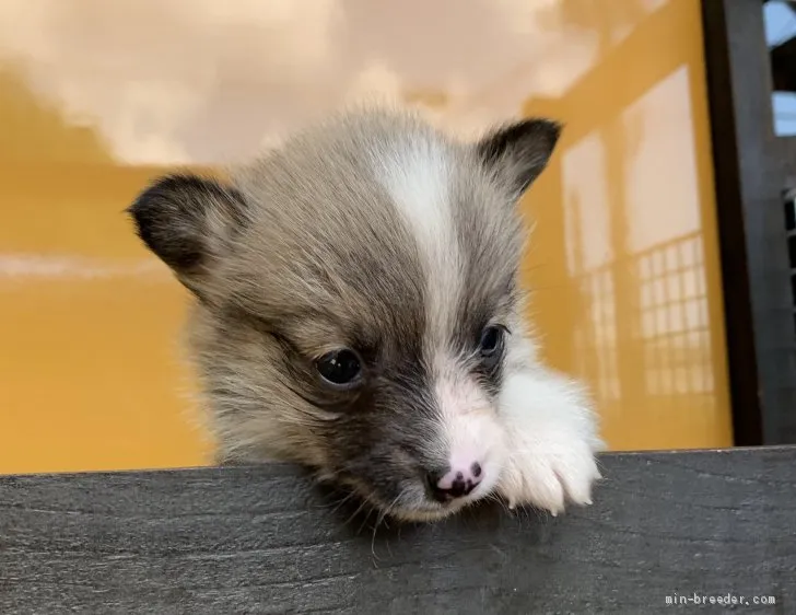 ひろ 様のお迎えした子犬