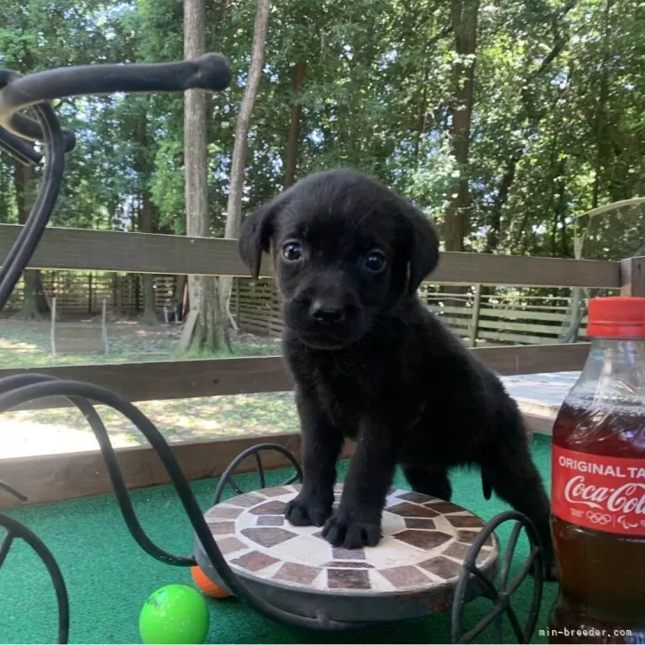 谷村のスーさん 様のお迎えした子犬