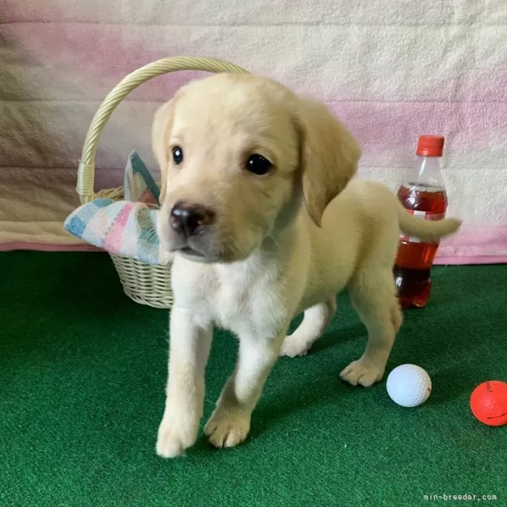 タカナツ 様のお迎えした子犬