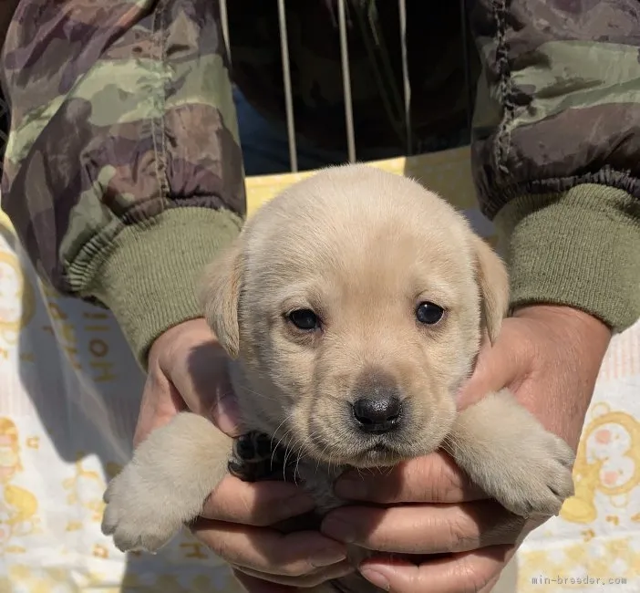 レイア 様のお迎えした子犬