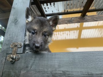 ジャーマン・シェパード・ドッグ【茨城県・女の子・2019年8月9日・ブラック&タン】の写真「かわいいシェパードの女の子です！」