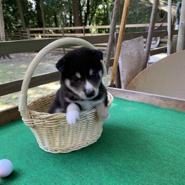 柴犬(標準サイズ)【茨城県・男の子・2024年8月22日・黒】の写真「好奇心旺盛な男の子です！」