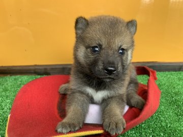 柴犬(標準サイズ)【茨城県・男の子・2019年6月28日・赤】の写真「きりっとかっこいい男の子です！」