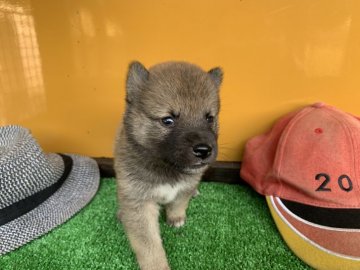 柴犬(標準サイズ)【茨城県・男の子・2019年8月23日・赤】の写真「きりっとかっこいい男の子です！」