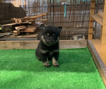 柴犬(標準サイズ)【茨城県・女の子・2020年9月24日・黒】の写真「ちっちゃなかわいい黒柴の女の子です！」