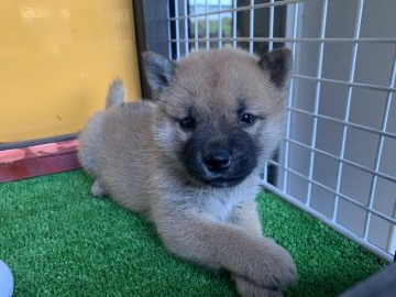 柴犬(標準サイズ)【茨城県・女の子・2019年8月31日・赤】の写真「元気な女の子です！」