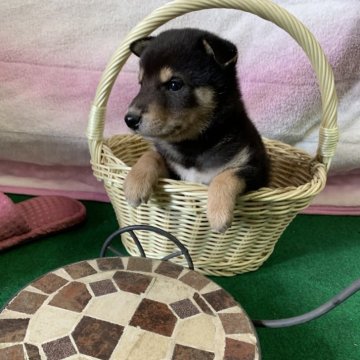 柴犬(標準サイズ)【茨城県・男の子・2024年8月2日・黒】の写真「マイペースな男の子です！」