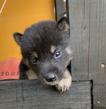 柴犬(標準サイズ)【茨城県・男の子・2019年8月23日・黒】の写真「かわいい黒の男の子です！」