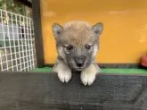 柴犬(標準サイズ)【茨城県・男の子・2019年8月23日・赤】の写真2「9月27日撮影」