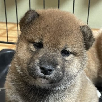 柴犬(標準サイズ)【茨城県・男の子・2024年10月15日・赤】の写真「好奇心旺盛！人懐っこい子です♡」