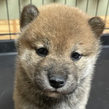 柴犬(標準サイズ)【茨城県・男の子・2024年10月15日・赤】の写真「男の子だけどキュートな顔立ち♡」