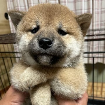 柴犬(標準サイズ)【茨城県・男の子・2024年10月15日・赤】の写真「男の子だけどキュートな顔立ち♡」