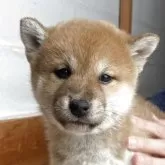 柴犬(標準サイズ)