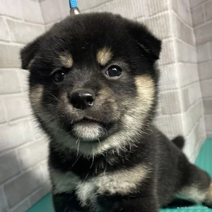 ID:2406-04610の子犬