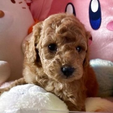トイプードル(トイ)【富山県・男の子・2025年3月26日・プリコット】の写真「すくすく育って毛量のある可愛い男の子です。」