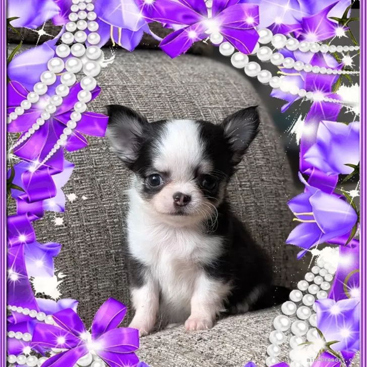 ID：2501-03109の子犬