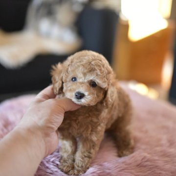 トイプードル(タイニー)【茨城県・男の子・2024年11月22日・レッド】の写真「癒し系の僕ちゃん」