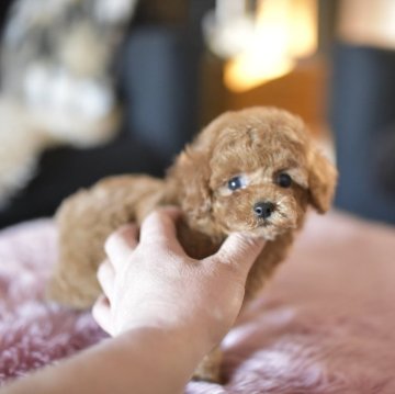 トイプードル(タイニー)【茨城県・女の子・2024年11月22日・レッド】の写真「ショッピングローン60回までOK」