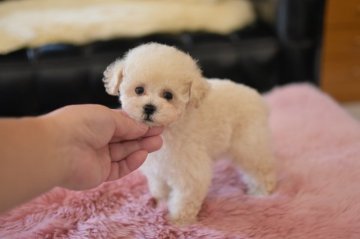 トイプードル(タイニー)【茨城県・男の子・2021年8月15日・クリーム】の写真「カードで分割選択ＯＫ」