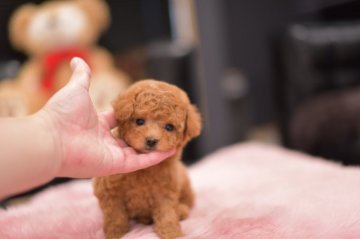 トイプードル(タイニー)【茨城県・男の子・2020年7月10日・レッド】の写真「ショッピングローン3回～６０回までOK」