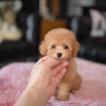 トイプードル(タイニー)【茨城県・女の子・2023年5月22日・アプリコット】の写真「つぶらな瞳の癒し系」