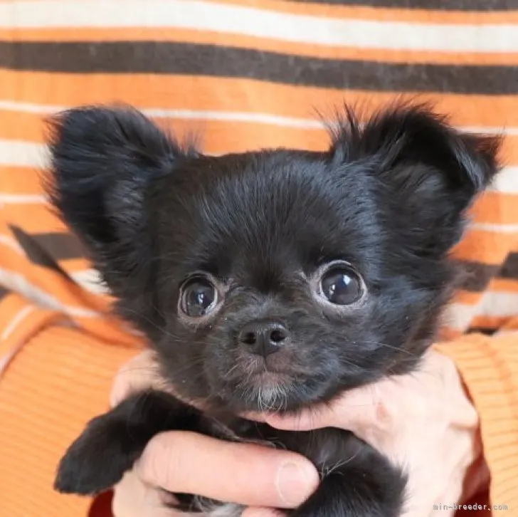 リツ 様のお迎えした子犬