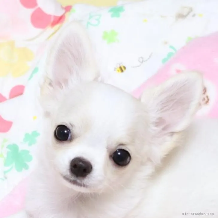 マサヤン 様のお迎えした子犬