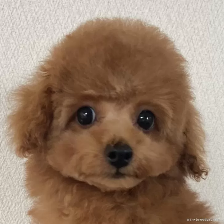 ぼっつ 様のお迎えした子犬