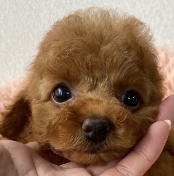 トイプードル(タイニー)【岡山県・女の子・2021年9月16日・レッド】の写真「コンパクトなドワーフちゃん❤️」