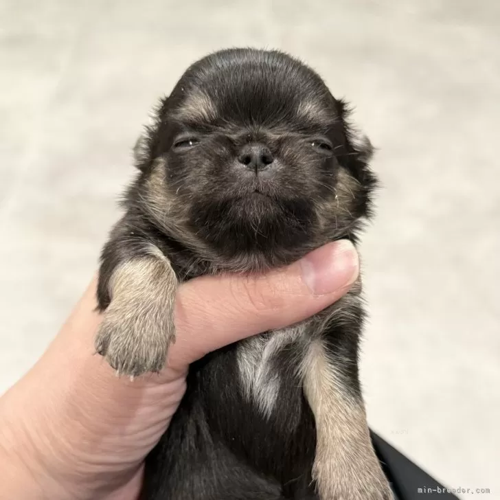 kumako 様のお迎えした子犬