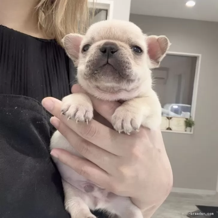 ピョコリン 様のお迎えした子犬