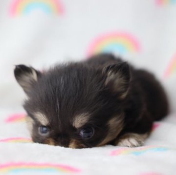 チワワ(ロング)【兵庫県・男の子・2022年11月15日・ブラックタン】の写真「看板犬ペアから誕生した極小くん🐶」