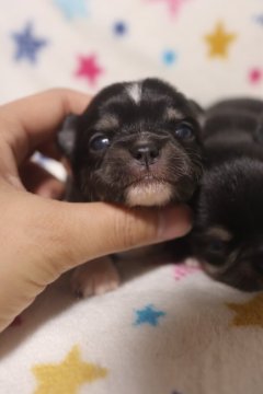 チワワ(ロング)【兵庫県・男の子・2022年7月30日・ブラックタン】の写真「鼻ぺちゃペアから誕生した可愛いbaby」