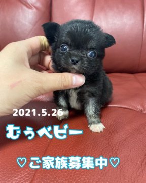 チワワ(ロング)【兵庫県・男の子・2021年5月26日・ブラックタン】の写真「とっても小さい僕❤️可愛いくのんびりくん💕」