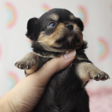 チワワ(ロング)【兵庫県・男の子・2022年11月15日・ブラックタン】の写真「看板犬ペアから誕生した男の子💓」