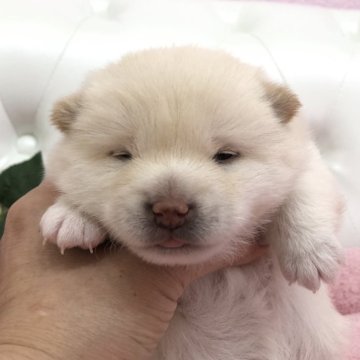 柴犬(豆柴)【埼玉県・女の子・2025年1月2日・白】の写真「三代豆柴認定犬★両親遺伝子検査クリア🧬」