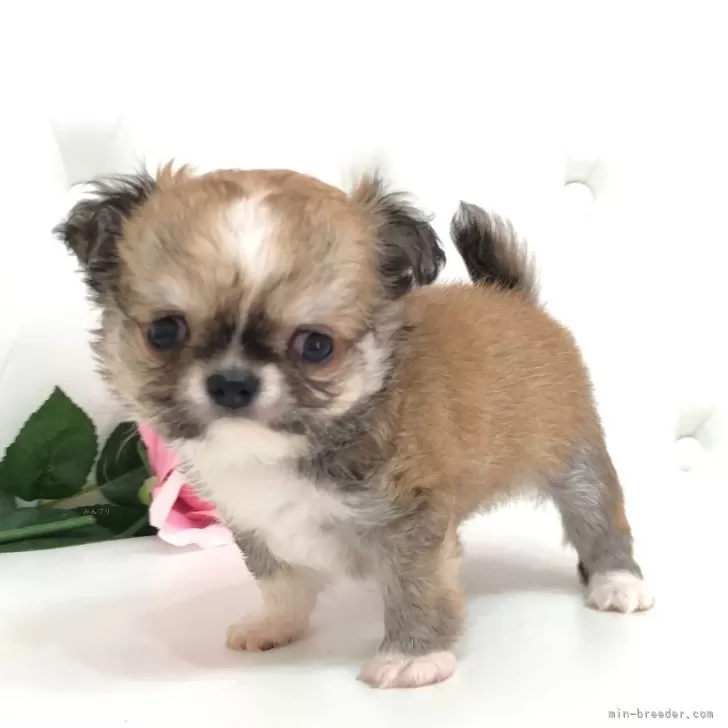 くるみ 様のお迎えした子犬