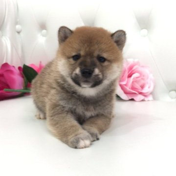 柴犬(豆柴)【埼玉県・男の子・2024年6月18日・赤】の写真「三代豆柴認定犬★両親遺伝子検査クリア🧬」