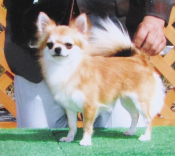 チワワ ロング オス Red L 12 01 24生まれ 富山県 交配犬id 1309 B0005 自家繁殖のチャンピオン犬 みんなのブリーダー