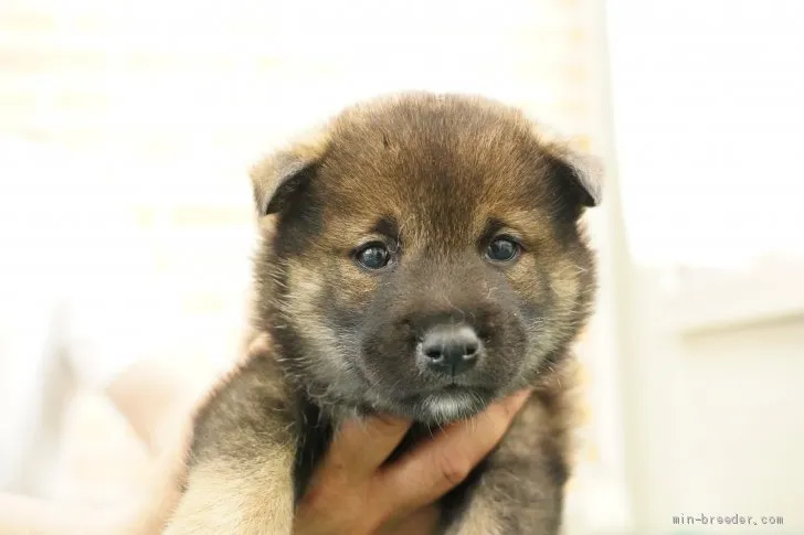 柴犬(標準サイズ)【栃木県・男の子・2021年4月25日・赤】の写真1「6/3」