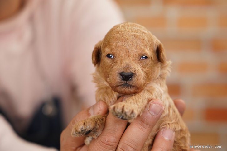 トイプードル 栃木県 男の子 21年2月12日 アプリコット ミルクティーカラーの天使 みんなのブリーダー 子犬id 2103 012