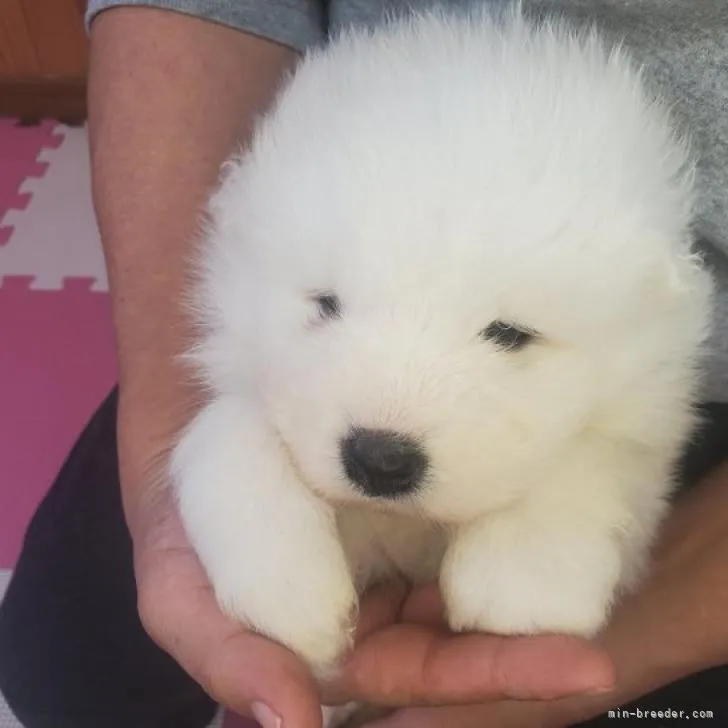 A.S 様のお迎えした子犬