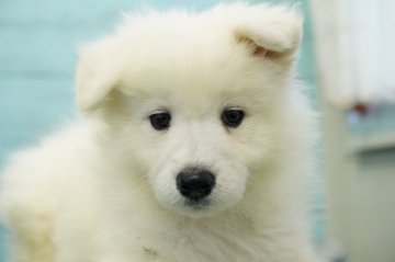 サモエド【栃木県・男の子・2021年9月7日・ホワイト】の写真「優良血統　人気犬種　10/28撮影」