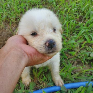 グレートピレニーズの子犬を探す｜ブリーダー直販の子犬販売【みんなのブリーダー】