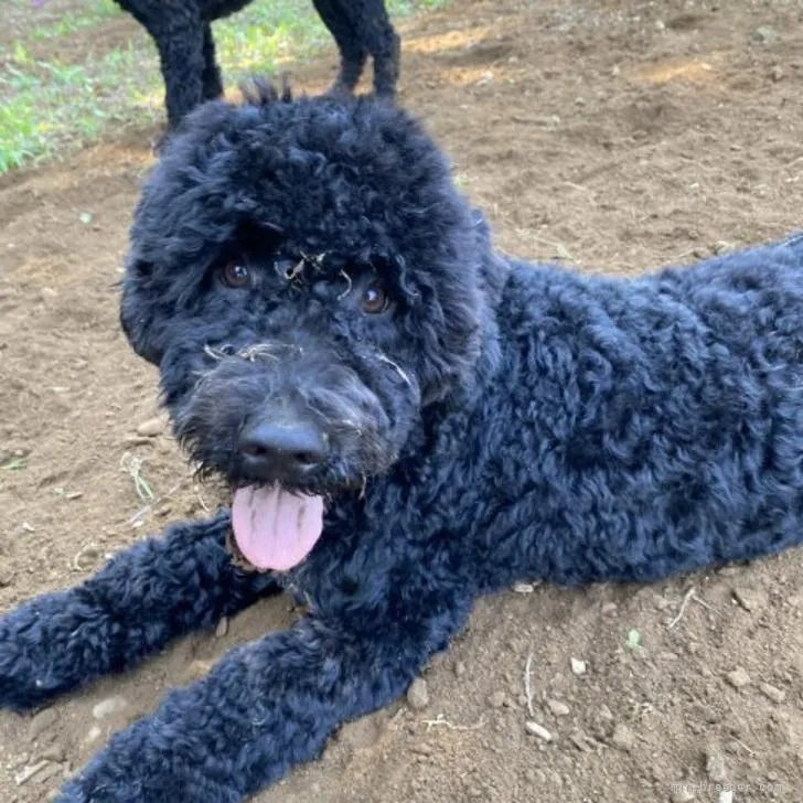 N.K 様のお迎えした子犬