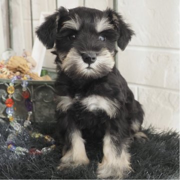 ミニチュアシュナウザー【大阪府・女の子・2025年9月2日・ブラック&シルバー】の写真「ムチムチで可愛いBS女の子♪」