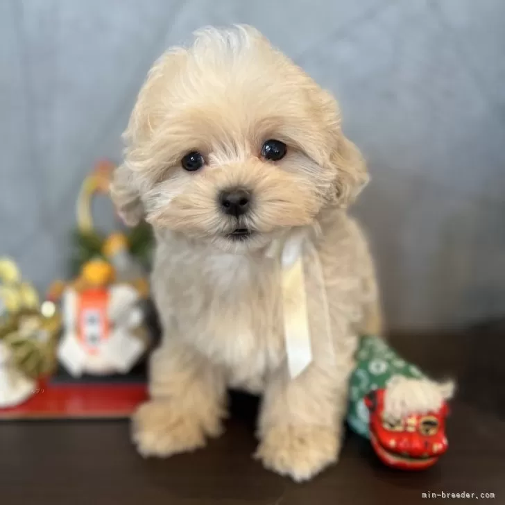 A.N 様のお迎えした子犬